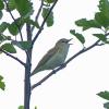 vireos