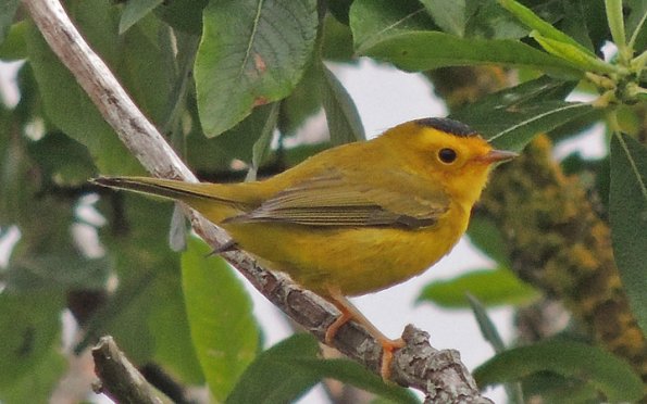 Wilson's Warbler on Mendenhall Wetlands