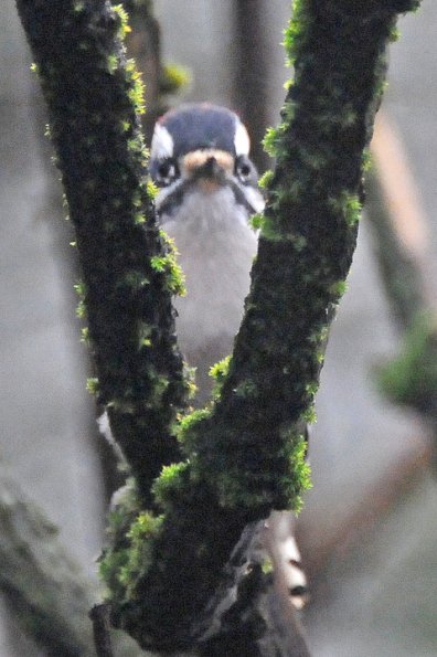 downy-woodpecker-eyes