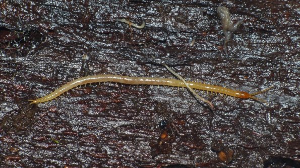 centipede-Geophilomorph-