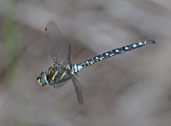 Darner-Dragonfly-in-flight