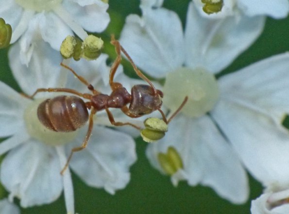 ant-on-cow-parsnip