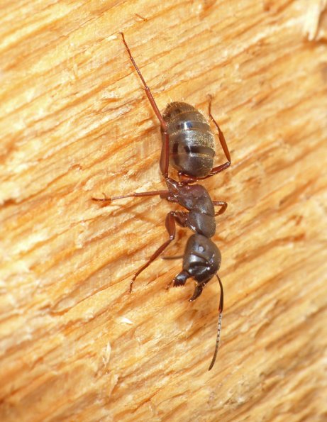 carpenter-ant-fairbanks-august