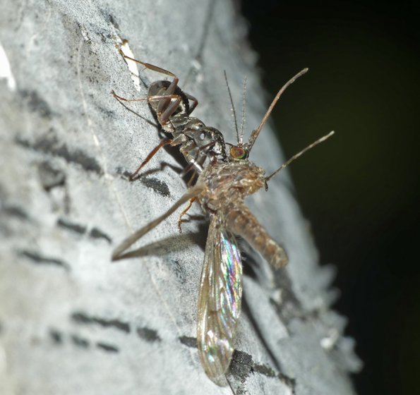 carpenter-ant-with-a-fly