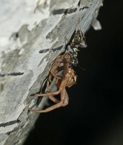 carpenter-ant-with-spider