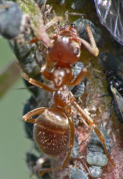 red-ant-lapping-honeydew-from-aphid-on-fireweed-juneau