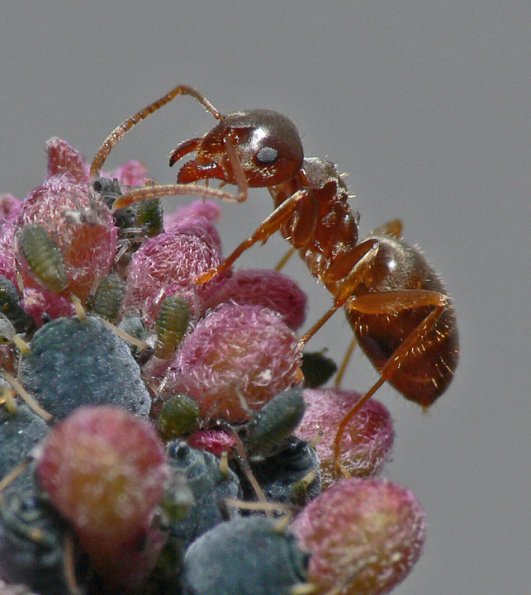 red-ant-on-fireweed-juneau