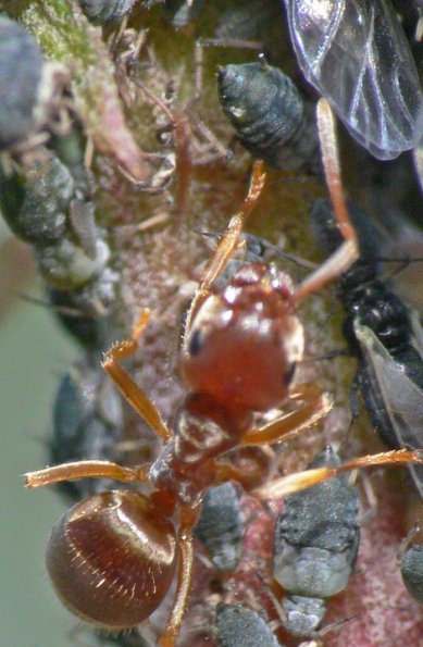 red-ant-stimulating-aphid-on-fireweed-juneau