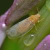 aphid-adult-on-fireweed