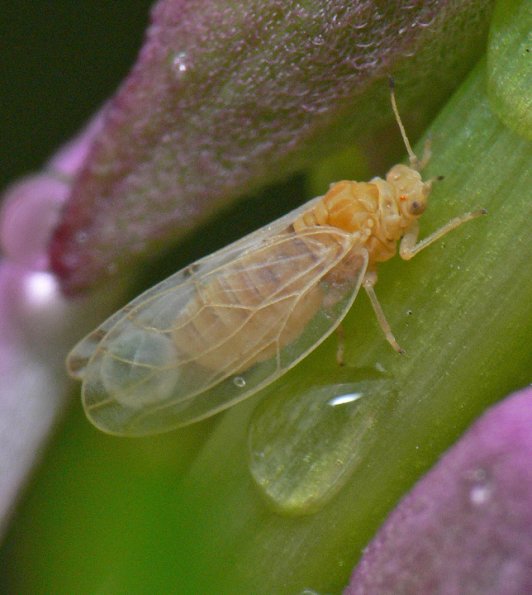 aphid-adult-on-fireweed