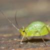 aphid-family-aphididae-juneau