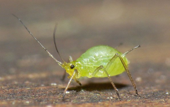 aphid-family-aphididae-juneau