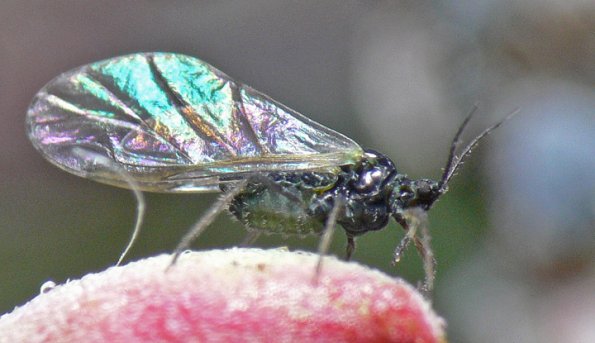 aphid-winged-2-on-fireweed-juneau