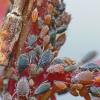 aphids-on-fireweed-juneau