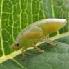 spittlebug-larva