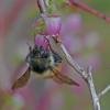 Bumblebee-Queen-on-Early-Blueberry-Blossom
