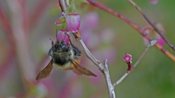 Bumblebee-Queen-on-Early-Blueberry-Blossom