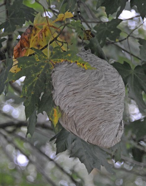 bee-s-nest-washington-state