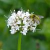 bumblebee-2-on-sitka-valerian-juneau-alpine-july-4-2013
