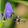 bumblebee-approaching-monkshood_1316801559