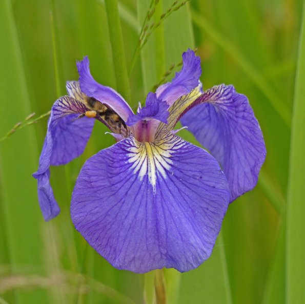 bumblebee-entering-wild-flag-iris-family-