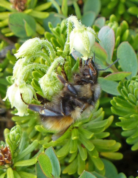 bumblebee-feeding-on-yellow-mountain-heather
