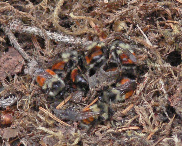 bumblebee-nest-in-juneau