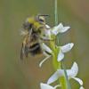 bumblebee-on-bog-orchid-in-juneau