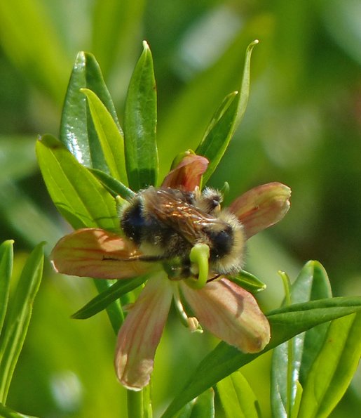 bumblebee-on-copper-bush-flower