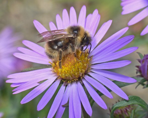 bumblebee-on-daisy-in-juneau