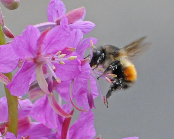 bumblebee-on-fireweed_1316801368