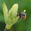 bumblebee-on-indian-paintbrush-in-juneau
