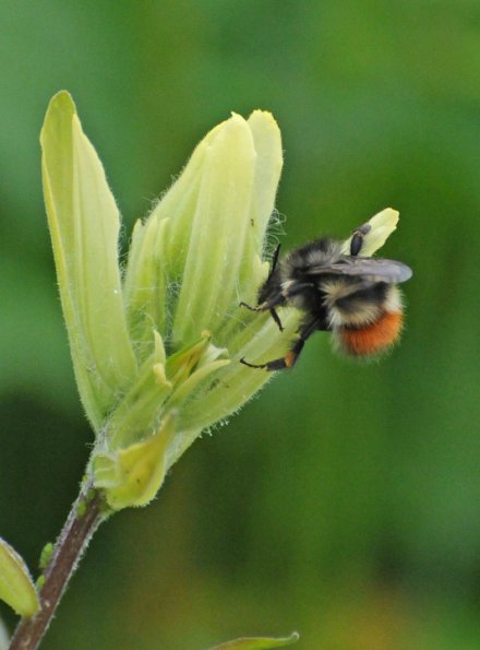 bumblebee-on-indian-paintbrush-in-juneau