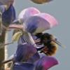 bumblebee-on-lupin-blossom_1316801491