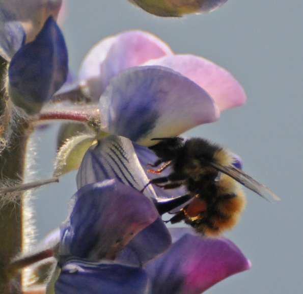 bumblebee-on-lupin-blossom_1316801491