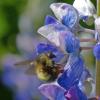 bumblebee-on-nootka-lupine