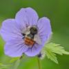 bumblebee-on-northern-geranium-in-the-alpine