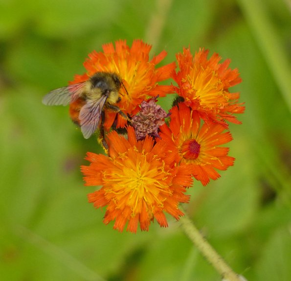 bumblebee-on-orange-hawkweed