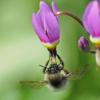 bumblebee-on-shooting-star-flower_1316801439
