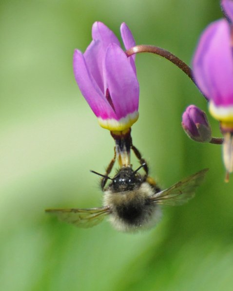 bumblebee-on-shooting-star-flower