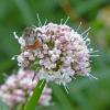 bumblebee-on-sitka-valerian-juneau-alpine-july-4-2013