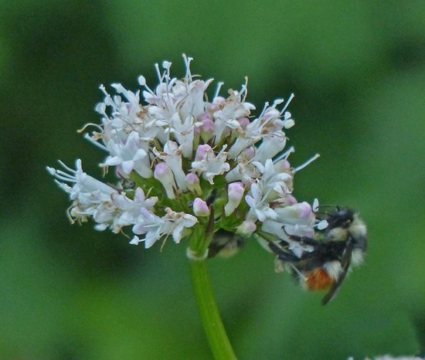 bumblebee-on-sitka-valerlian-in-the-alpine