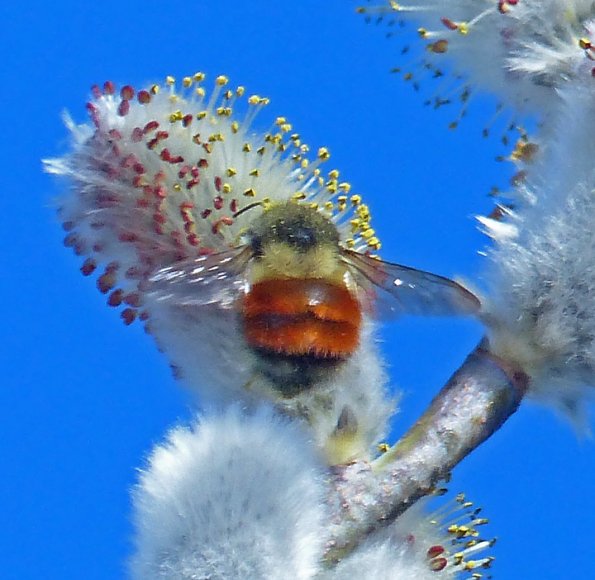 bumblebee-on-willow-catkin-by-bob-armstrong