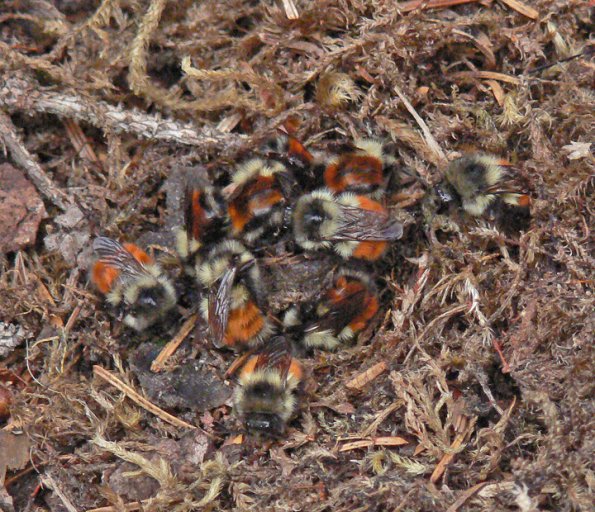 bumblebees-tending-nest