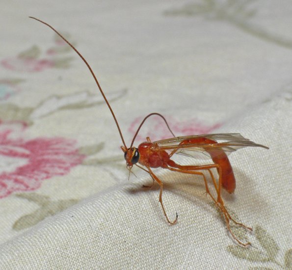 ichneumon-2