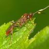 ichneumonidae-wasp-theronia-hilaris-