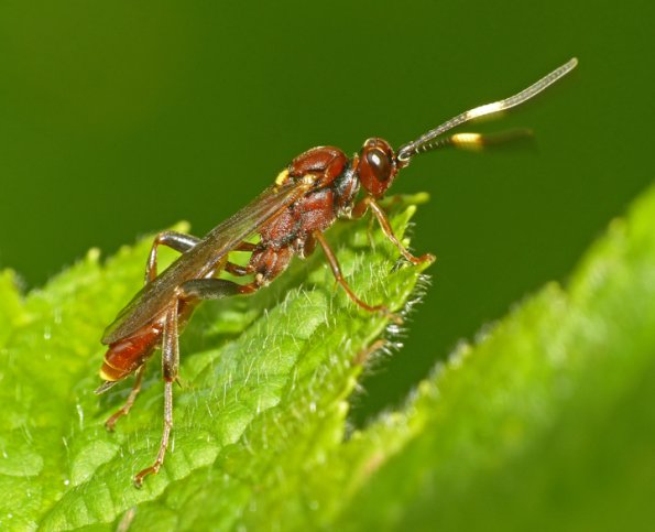 ichneumonidae-wasp-theronia-hilaris-