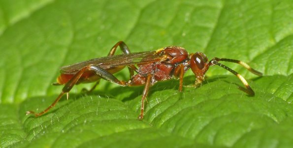 ichneumoninae-wasp
