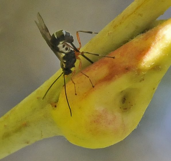 insect-laying-eggs-petiole-gall