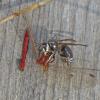 white-faced-hornet-with-cherry-faced-meadowhawk